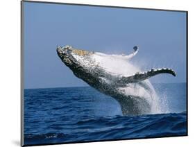 Humpback Whale (Megaptera Novaeangliae) Breaching in the Sea-null-Mounted Photographic Print