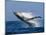 Humpback Whale (Megaptera Novaeangliae) Breaching in the Sea-null-Mounted Photographic Print