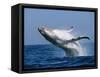 Humpback Whale (Megaptera Novaeangliae) Breaching in the Sea-null-Framed Stretched Canvas