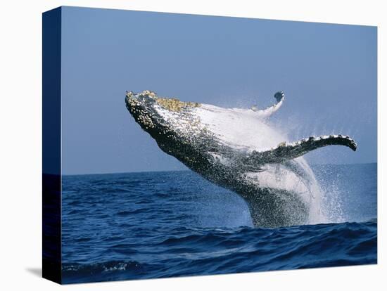 Humpback Whale (Megaptera Novaeangliae) Breaching in the Sea-null-Stretched Canvas