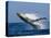 Humpback Whale (Megaptera Novaeangliae) Breaching in the Sea-null-Stretched Canvas