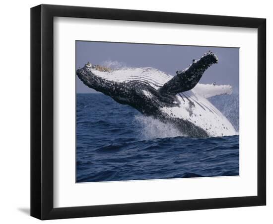 Premium Photographic Print, , large