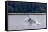 Humpback whale (Megaptera novaeangliae) breaching near the Glass Peninsula, Alaska, USA-Michael Nolan-Framed Stretched Canvas