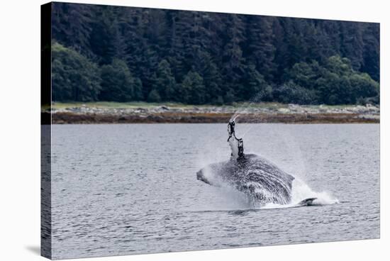 Humpback whale (Megaptera novaeangliae) breaching near the Glass Peninsula, Alaska, USA-Michael Nolan-Stretched Canvas