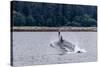 Humpback whale (Megaptera novaeangliae) breaching near the Glass Peninsula, Alaska, USA-Michael Nolan-Stretched Canvas