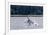 Humpback whale (Megaptera novaeangliae) breaching near the Glass Peninsula, Alaska, USA-Michael Nolan-Framed Photographic Print