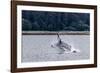 Humpback whale (Megaptera novaeangliae) breaching near the Glass Peninsula, Alaska, USA-Michael Nolan-Framed Photographic Print