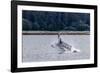 Humpback whale (Megaptera novaeangliae) breaching near the Glass Peninsula, Alaska, USA-Michael Nolan-Framed Photographic Print