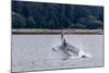 Humpback whale (Megaptera novaeangliae) breaching near the Glass Peninsula, Alaska, USA-Michael Nolan-Mounted Photographic Print