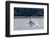 Humpback whale (Megaptera novaeangliae) breaching near the Glass Peninsula, Alaska, USA-Michael Nolan-Framed Photographic Print