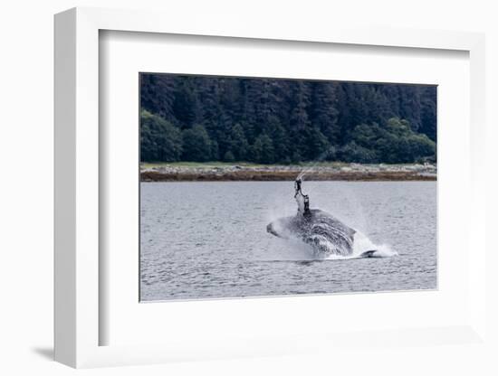 Humpback whale (Megaptera novaeangliae) breaching near the Glass Peninsula, Alaska, USA-Michael Nolan-Framed Photographic Print