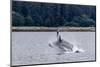 Humpback whale (Megaptera novaeangliae) breaching near the Glass Peninsula, Alaska, USA-Michael Nolan-Mounted Photographic Print