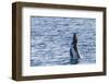 Humpback Whale (Megaptera Novaeangliae) Calf Breaching in Yampi Sound, Kimberley, Western Australia-Michael Nolan-Framed Photographic Print