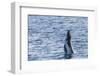 Humpback Whale (Megaptera Novaeangliae) Calf Breaching in Yampi Sound, Kimberley, Western Australia-Michael Nolan-Framed Photographic Print