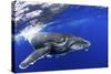Humpback Whale (Megaptera Novaeangliae) Calf. Tonga, South Pacific, September-Doc White-Stretched Canvas