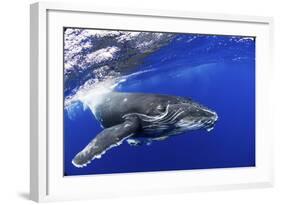 Humpback Whale (Megaptera Novaeangliae) Calf. Tonga, South Pacific, September-Doc White-Framed Photographic Print
