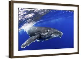 Humpback Whale (Megaptera Novaeangliae) Calf. Tonga, South Pacific, September-Doc White-Framed Photographic Print