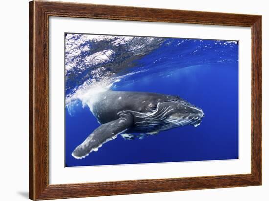 Humpback Whale (Megaptera Novaeangliae) Calf. Tonga, South Pacific, September-Doc White-Framed Photographic Print