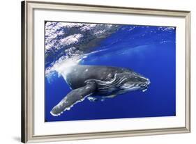 Humpback Whale (Megaptera Novaeangliae) Calf. Tonga, South Pacific, September-Doc White-Framed Photographic Print