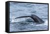 Humpback Whale (Megaptera Novaeangliae), Flukes-Up Dive, English Strait-Michael Nolan-Framed Stretched Canvas