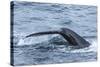 Humpback Whale (Megaptera Novaeangliae), Flukes-Up Dive, English Strait-Michael Nolan-Stretched Canvas
