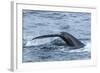 Humpback Whale (Megaptera Novaeangliae), Flukes-Up Dive, English Strait-Michael Nolan-Framed Photographic Print