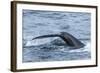 Humpback Whale (Megaptera Novaeangliae), Flukes-Up Dive, English Strait-Michael Nolan-Framed Photographic Print