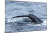 Humpback Whale (Megaptera Novaeangliae), Flukes-Up Dive, English Strait-Michael Nolan-Mounted Photographic Print