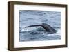 Humpback Whale (Megaptera Novaeangliae), Flukes-Up Dive, English Strait-Michael Nolan-Framed Photographic Print