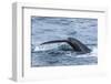 Humpback Whale (Megaptera Novaeangliae), Flukes-Up Dive, English Strait-Michael Nolan-Framed Photographic Print