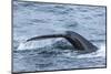 Humpback Whale (Megaptera Novaeangliae), Flukes-Up Dive, English Strait-Michael Nolan-Mounted Photographic Print