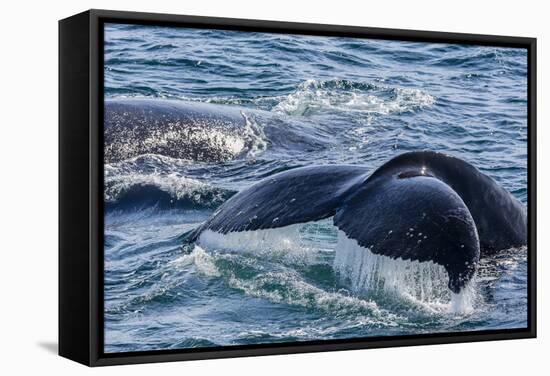 Humpback Whale (Megaptera Novaeangliae) Flukes-Up Dive in Dallmann Bay, Antarctica, Polar Regions-Michael Nolan-Framed Stretched Canvas