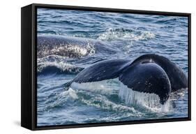 Humpback Whale (Megaptera Novaeangliae) Flukes-Up Dive in Dallmann Bay, Antarctica, Polar Regions-Michael Nolan-Framed Stretched Canvas