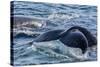 Humpback Whale (Megaptera Novaeangliae) Flukes-Up Dive in Dallmann Bay, Antarctica, Polar Regions-Michael Nolan-Stretched Canvas