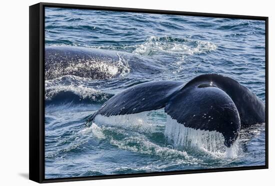 Humpback Whale (Megaptera Novaeangliae) Flukes-Up Dive in Dallmann Bay, Antarctica, Polar Regions-Michael Nolan-Framed Stretched Canvas