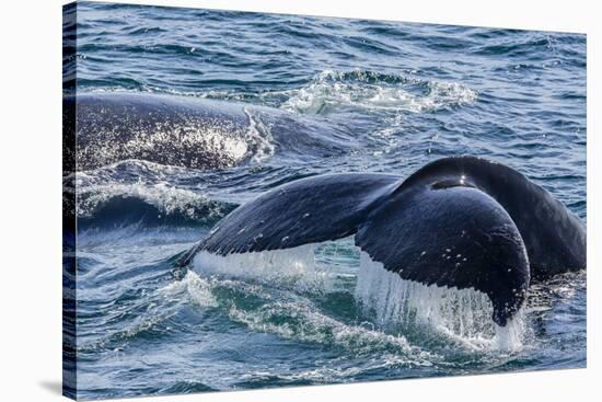 Humpback Whale (Megaptera Novaeangliae) Flukes-Up Dive in Dallmann Bay, Antarctica, Polar Regions-Michael Nolan-Stretched Canvas