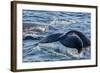 Humpback Whale (Megaptera Novaeangliae) Flukes-Up Dive in Dallmann Bay, Antarctica, Polar Regions-Michael Nolan-Framed Photographic Print