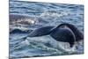 Humpback Whale (Megaptera Novaeangliae) Flukes-Up Dive in Dallmann Bay, Antarctica, Polar Regions-Michael Nolan-Mounted Photographic Print