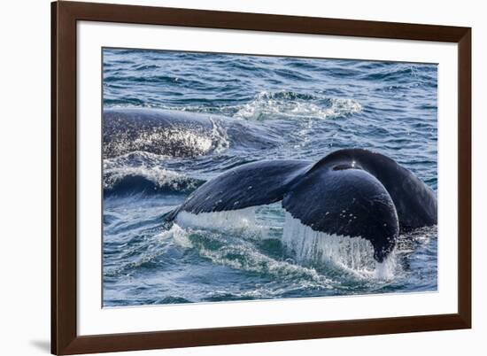 Humpback Whale (Megaptera Novaeangliae) Flukes-Up Dive in Dallmann Bay, Antarctica, Polar Regions-Michael Nolan-Framed Photographic Print