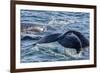 Humpback Whale (Megaptera Novaeangliae) Flukes-Up Dive in Dallmann Bay, Antarctica, Polar Regions-Michael Nolan-Framed Photographic Print