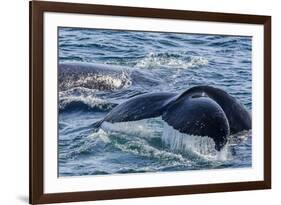 Humpback Whale (Megaptera Novaeangliae) Flukes-Up Dive in Dallmann Bay, Antarctica, Polar Regions-Michael Nolan-Framed Photographic Print