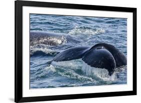 Humpback Whale (Megaptera Novaeangliae) Flukes-Up Dive in Dallmann Bay, Antarctica, Polar Regions-Michael Nolan-Framed Photographic Print
