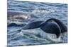 Humpback Whale (Megaptera Novaeangliae) Flukes-Up Dive in Dallmann Bay, Antarctica, Polar Regions-Michael Nolan-Mounted Photographic Print