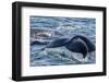 Humpback Whale (Megaptera Novaeangliae) Flukes-Up Dive in Dallmann Bay, Antarctica, Polar Regions-Michael Nolan-Framed Photographic Print