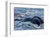 Humpback Whale (Megaptera Novaeangliae) Flukes-Up Dive in Dallmann Bay, Antarctica, Polar Regions-Michael Nolan-Framed Photographic Print