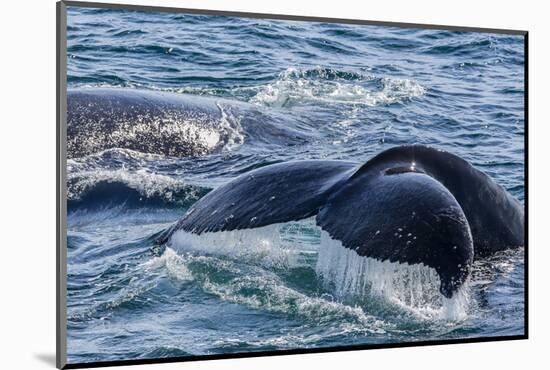 Humpback Whale (Megaptera Novaeangliae) Flukes-Up Dive in Dallmann Bay, Antarctica, Polar Regions-Michael Nolan-Mounted Photographic Print