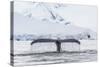 Humpback Whale (Megaptera Novaeangliae), Flukes-Up Dive in the Enterprise Islands, Antarctica-Michael Nolan-Stretched Canvas