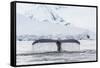 Humpback Whale (Megaptera Novaeangliae), Flukes-Up Dive in the Enterprise Islands, Antarctica-Michael Nolan-Framed Stretched Canvas