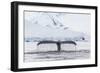 Humpback Whale (Megaptera Novaeangliae), Flukes-Up Dive in the Enterprise Islands, Antarctica-Michael Nolan-Framed Photographic Print