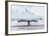 Humpback Whale (Megaptera Novaeangliae), Flukes-Up Dive in the Enterprise Islands, Antarctica-Michael Nolan-Framed Photographic Print